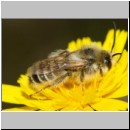 Dasypoda hirtipes - Hosenbiene m45b 11mm - Halen Waldgebiet TUEP det.jpg